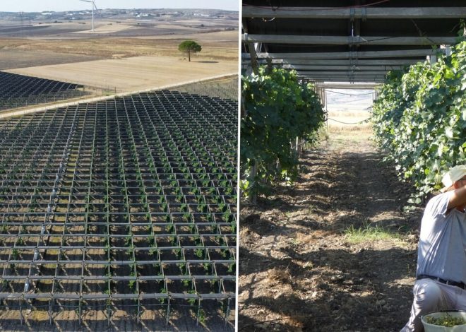 Una bodega italiana instaló paneles solares sobre sus viñedos y descubrió algo inesperado: mejoran la calidad del vino