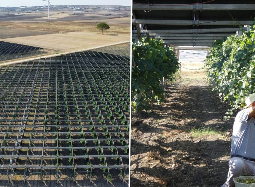 Una bodega italiana instaló paneles solares sobre sus viñedos y descubrió algo inesperado: mejoran la calidad del vino